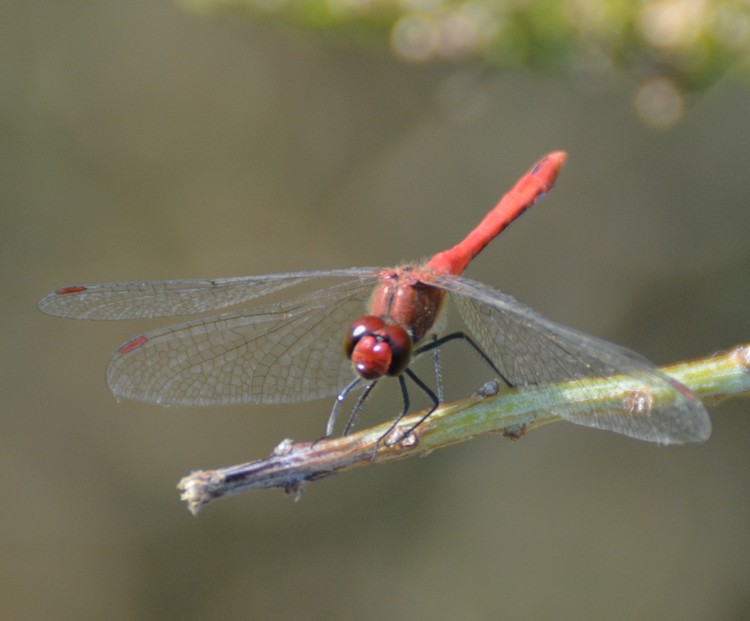 Seregno 2: Sympetrum sanguineum