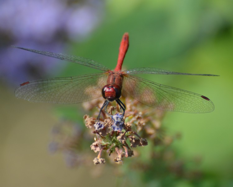 Seregno 2: Sympetrum sanguineum