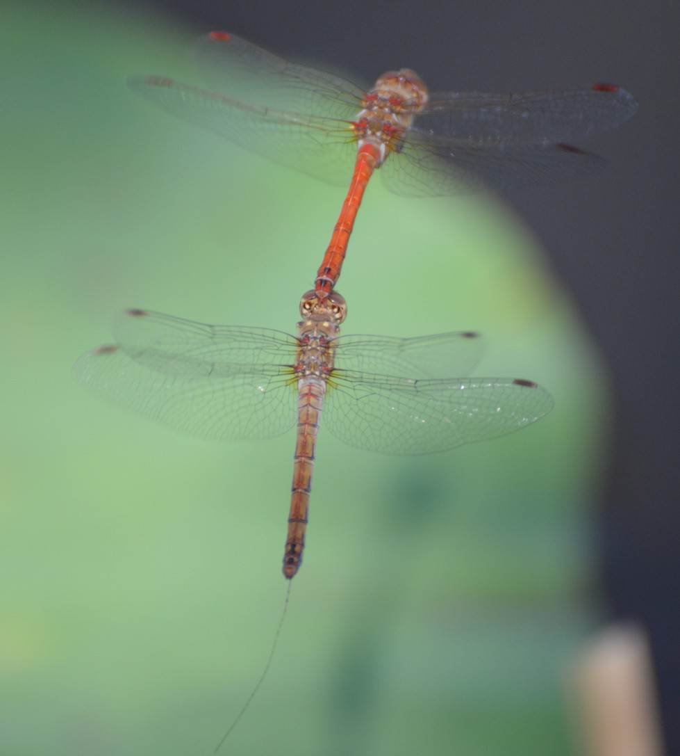 Seregno 3: Sympetrum striolatum