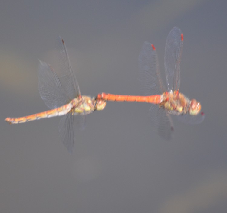 Seregno 3: Sympetrum striolatum