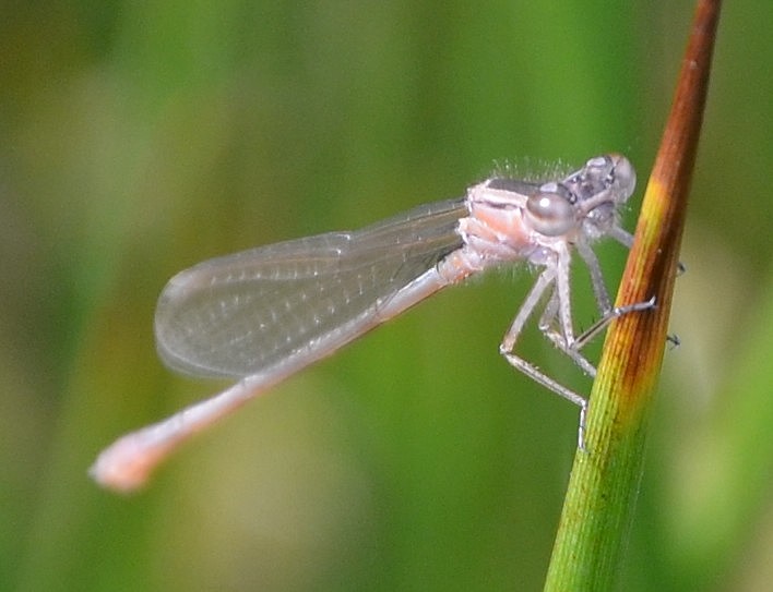 Ischnura albina?