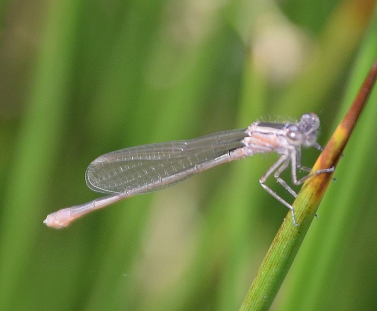 Ischnura albina?