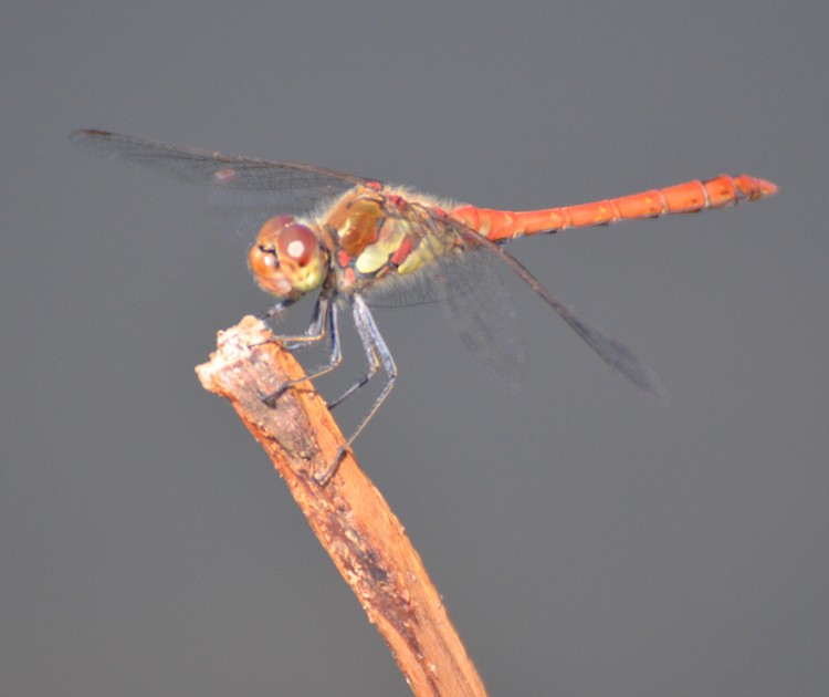 Seregno 1: Sympetrum stiolatum?