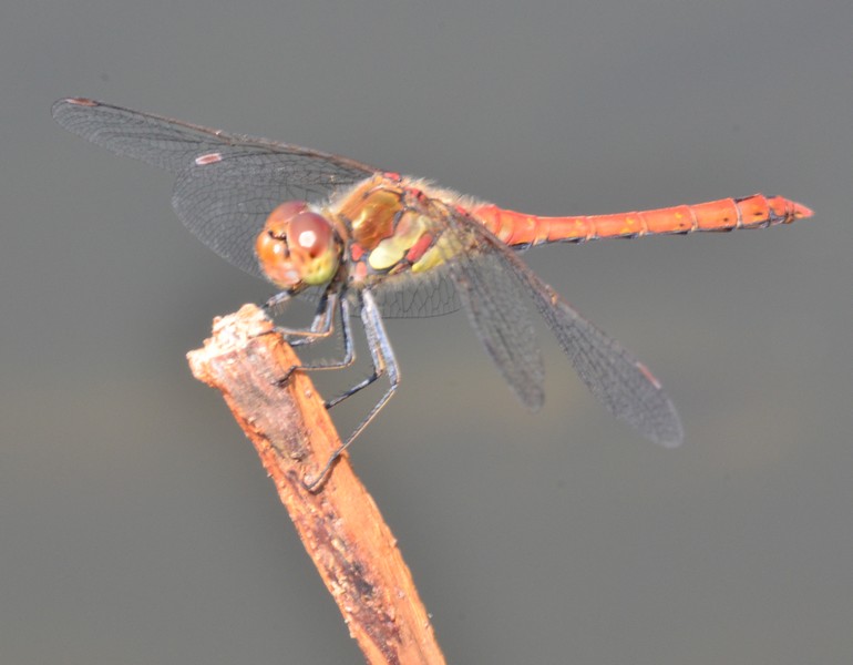 Seregno 1: Sympetrum stiolatum?