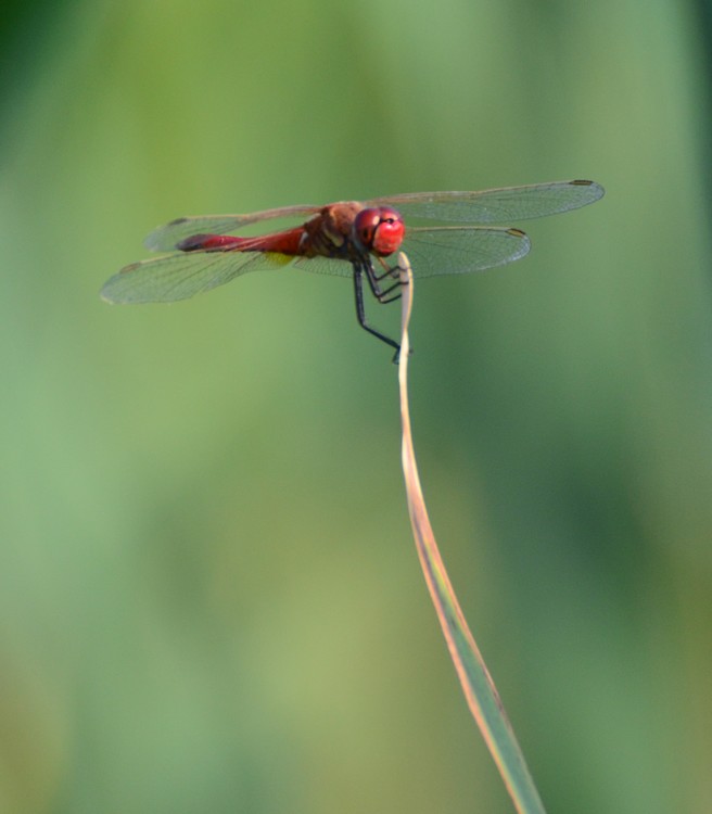 Sympetrum fonscolombii? S�, d''ambo i sessi