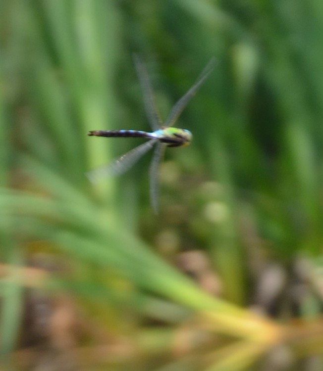 Anax imperator?