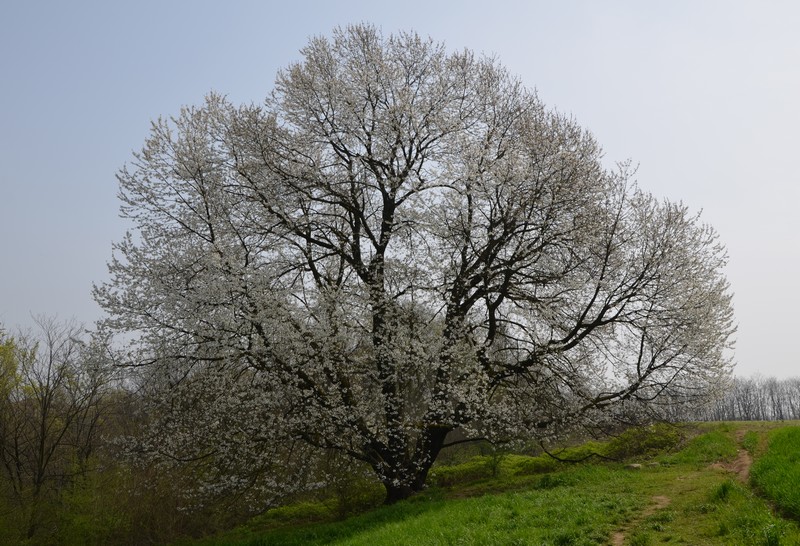 Ciliegio selvatico a Besana in Brianza