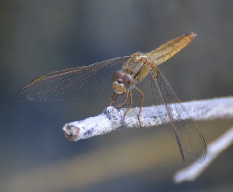 Crocothemis erythraea?
