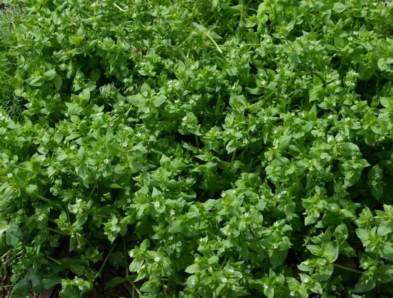 Stellaria media  (Caryophyllaceae)