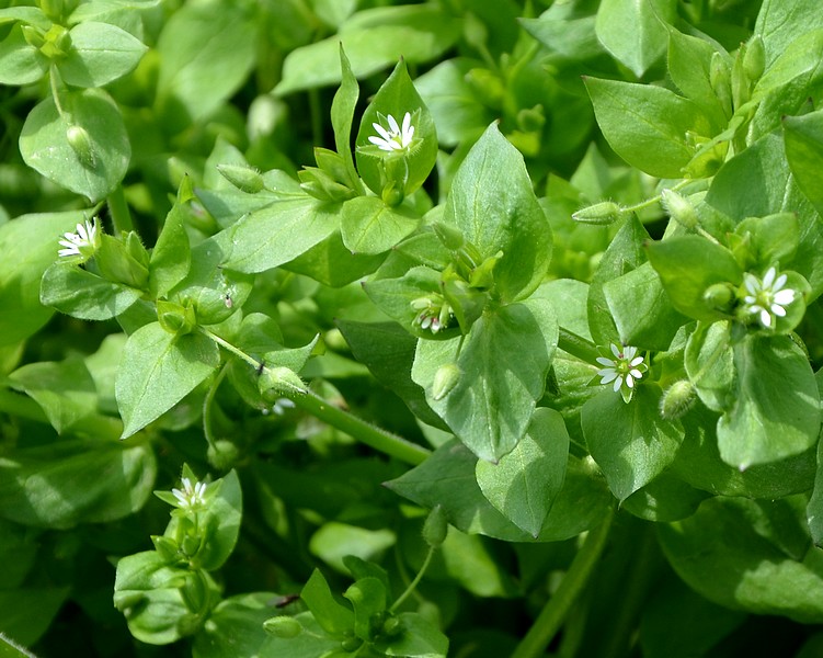 Stellaria media  (Caryophyllaceae)