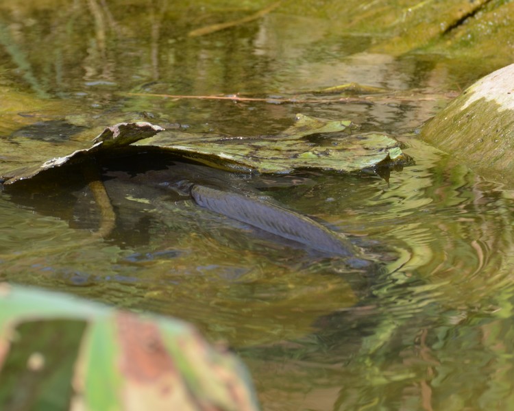 Clarias sp. (ex Pesce gatto: help)