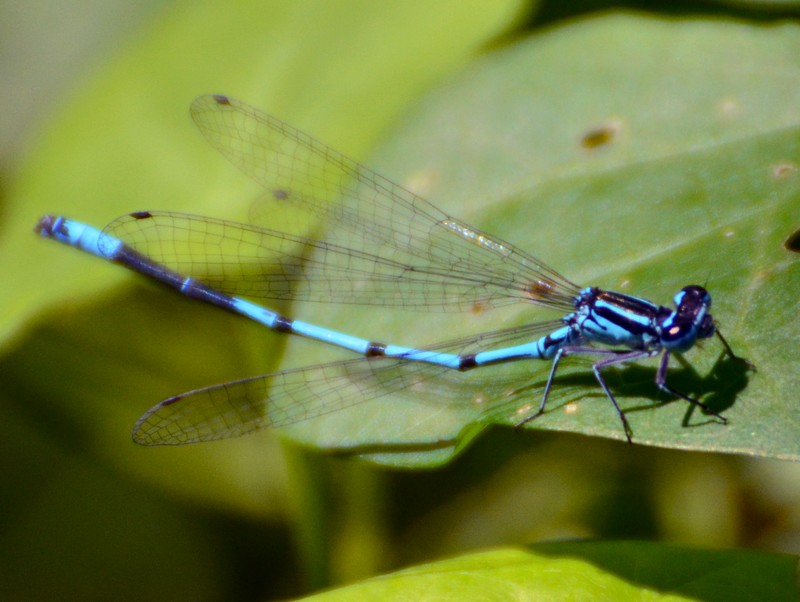 Coenagrion puella?