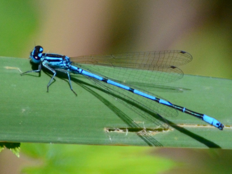 Coenagrion puella?