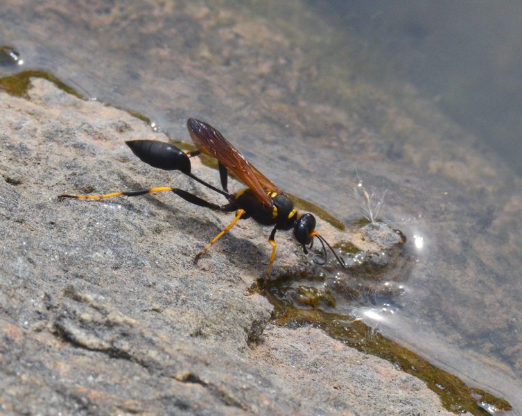 Sphecidae:  Sceliphron caementarium