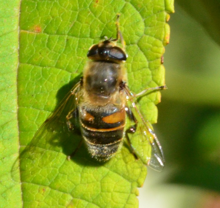 Syrphidae?  S, Eistalis tenax, femmina