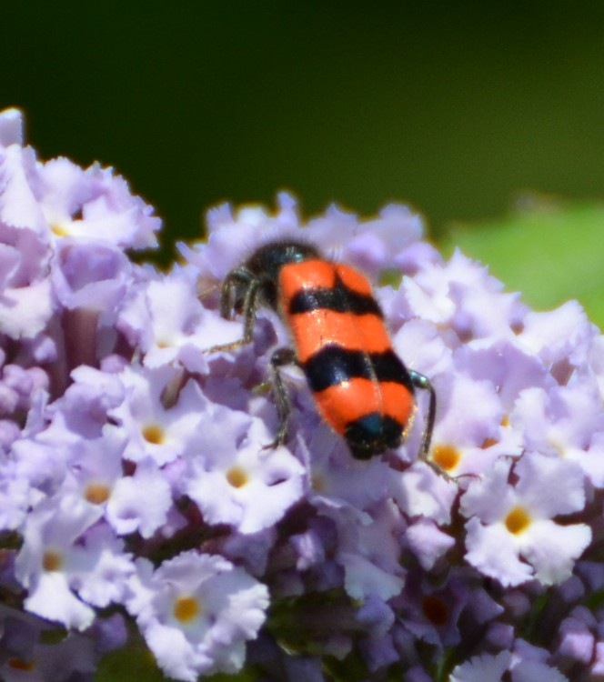 Cleridae: Trichodes apiarius? S.