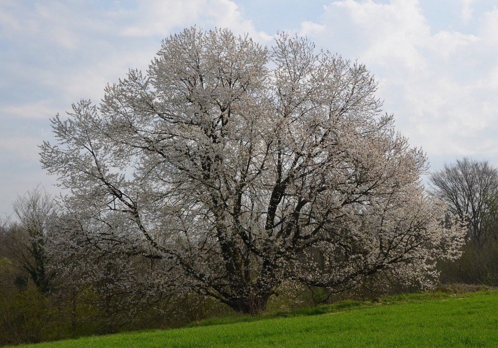 Ciliegio selvatico a Besana in Brianza