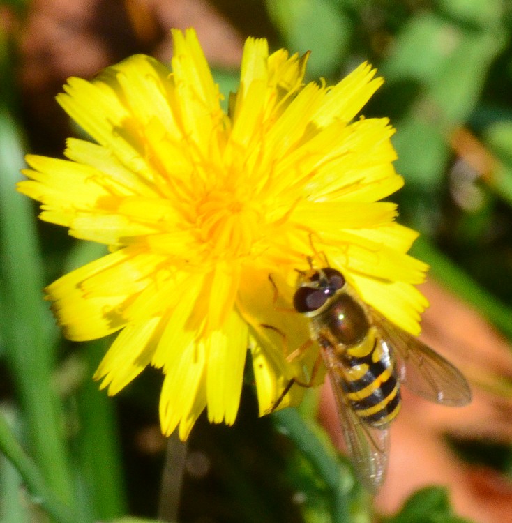 Syrphidae anche questo?  S, cfr. Syrphus sp.