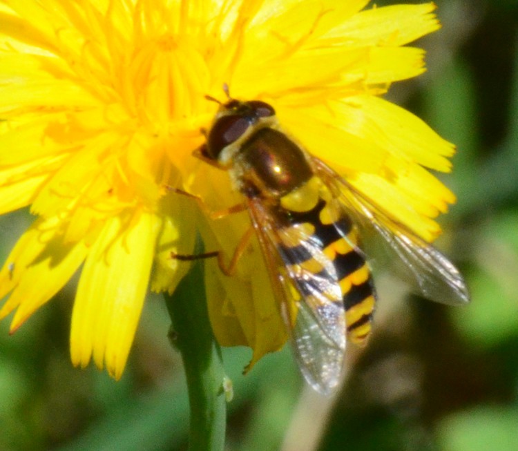 Syrphidae anche questo?  S, cfr. Syrphus sp.