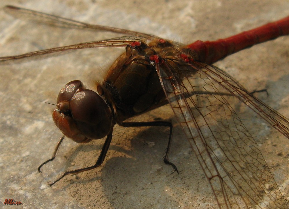 Sympetrum sanguineum?