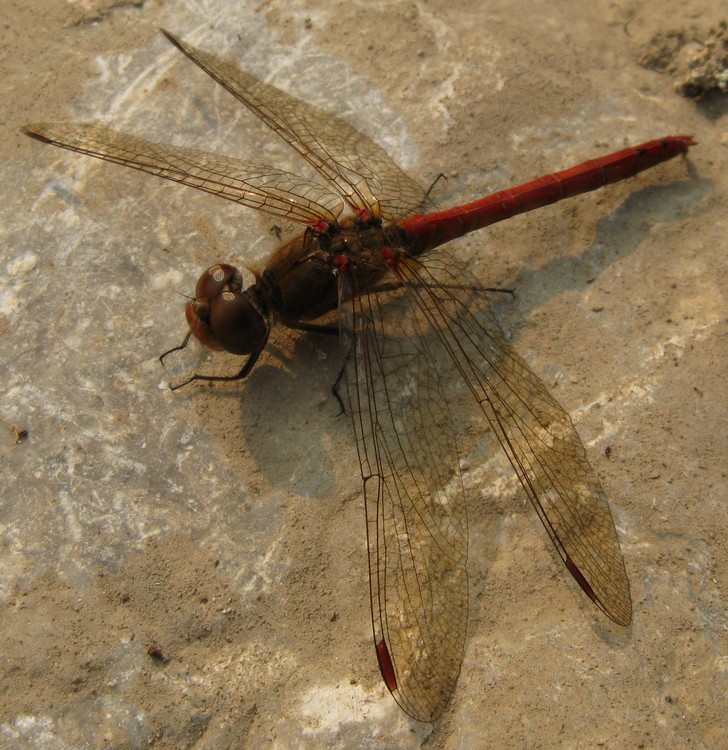 Sympetrum sanguineum?