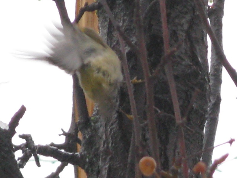 Piccolo da ID