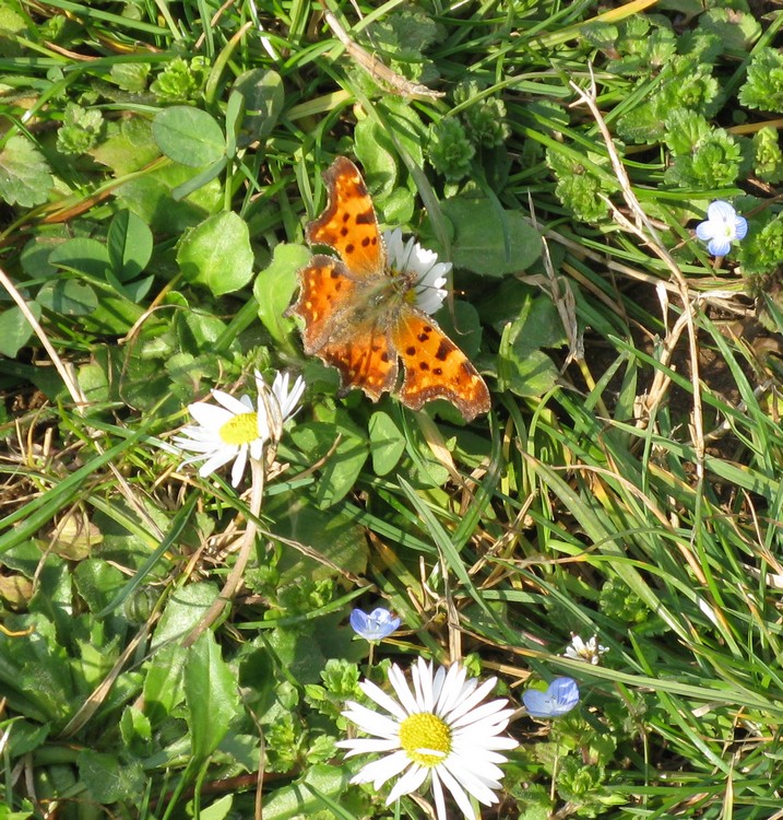 Polygonia c-album