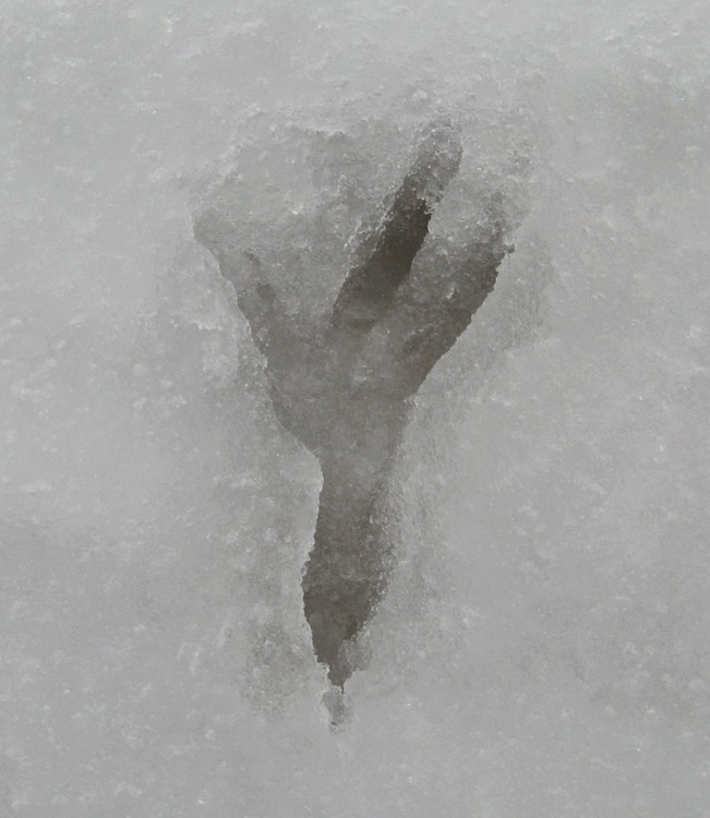 Zampette nella neve