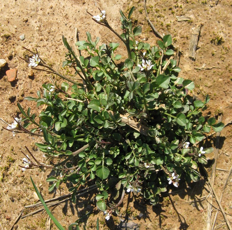 Cardamine hirsuta
