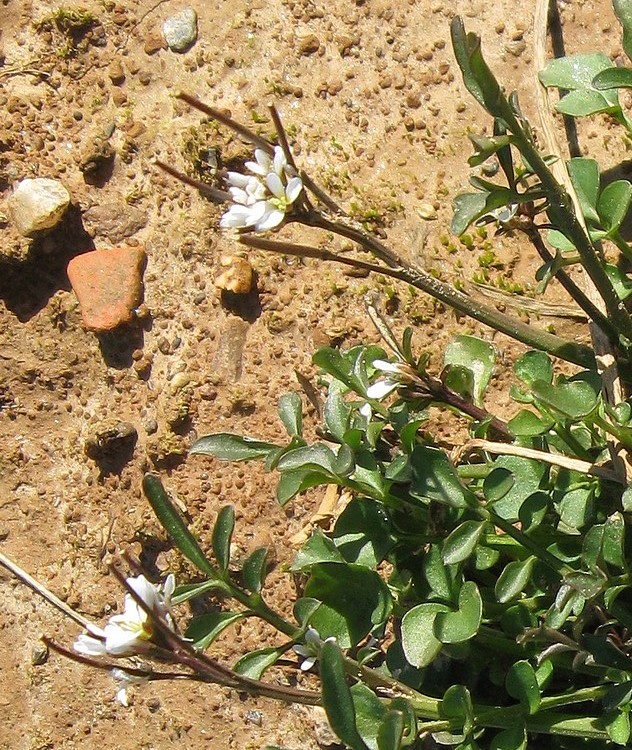 Cardamine hirsuta