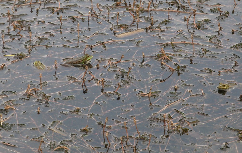 Potamogeton crispus / Brasca increspata