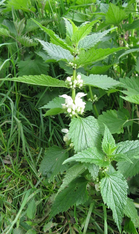 Lamium album / Falsa Ortica bianca