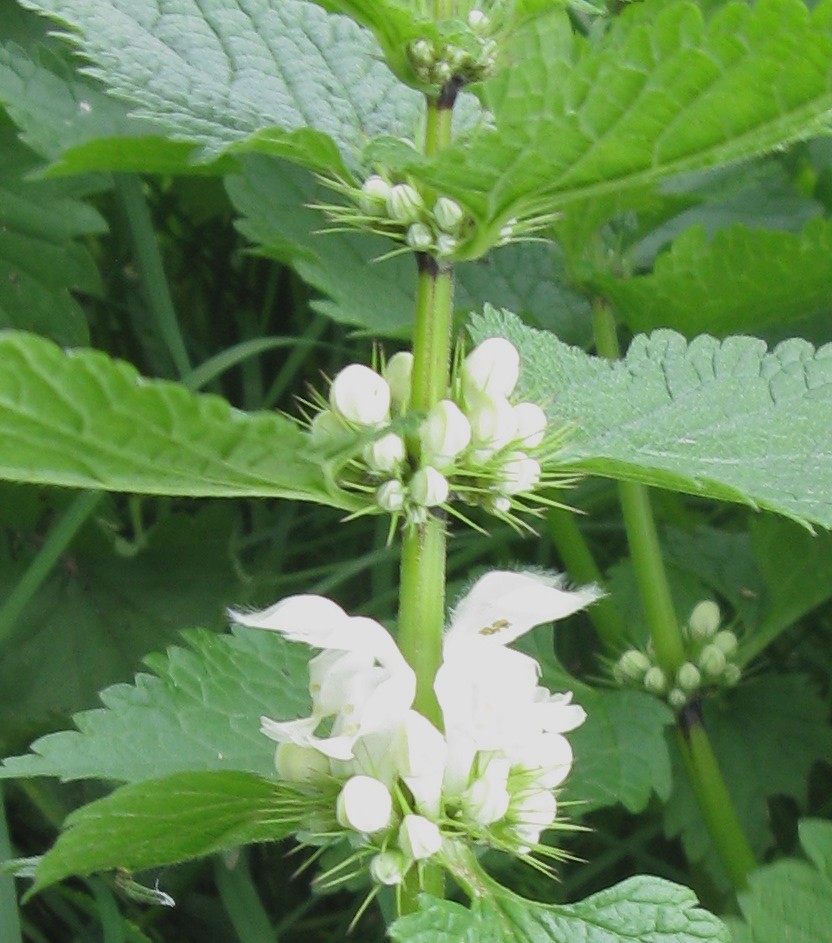 Lamium album / Falsa Ortica bianca