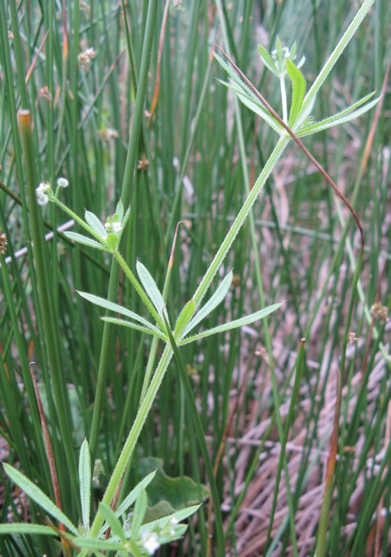 Pianta acquatica? - Galium sp.