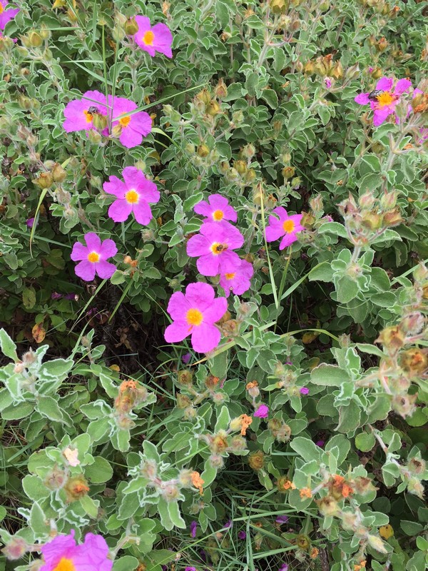 Cistus creticus / Cisto di Creta