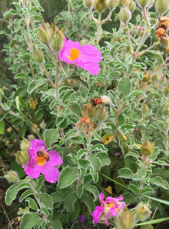 Cistus creticus / Cisto di Creta