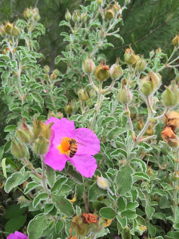 Cistus creticus / Cisto di Creta