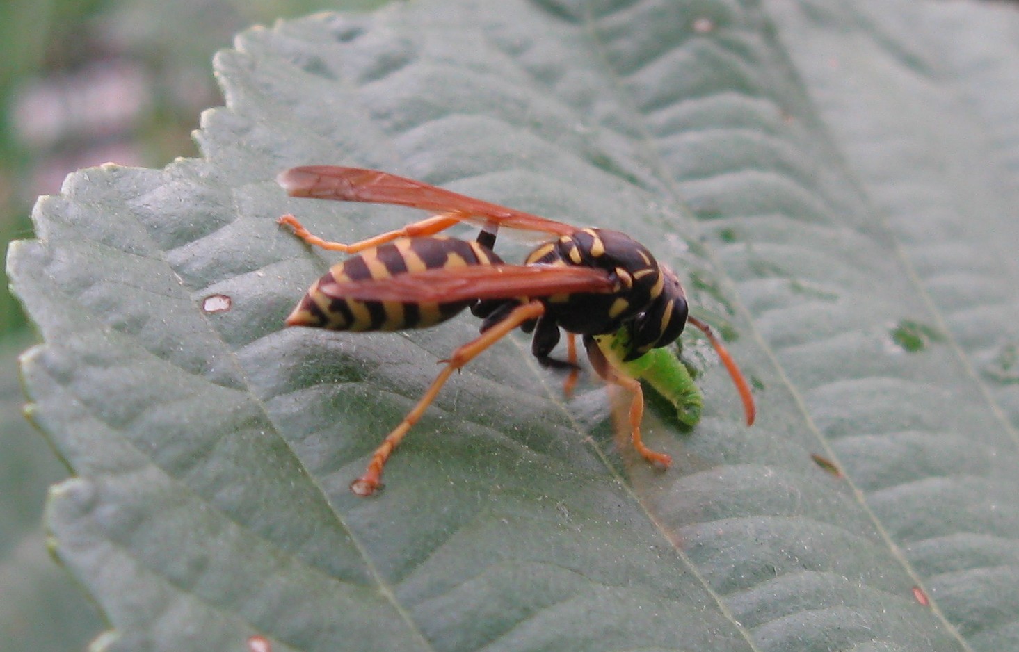 Polistes dominula che preda larvetta