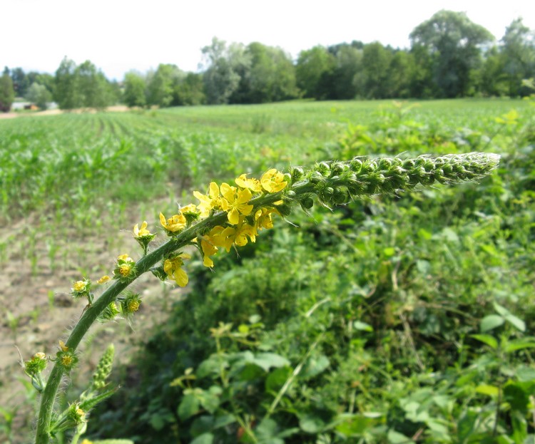 Agrimonia procera / Agrimonia profumata