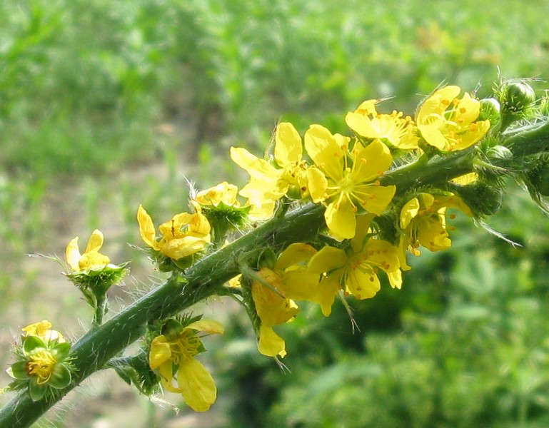 Agrimonia procera / Agrimonia profumata
