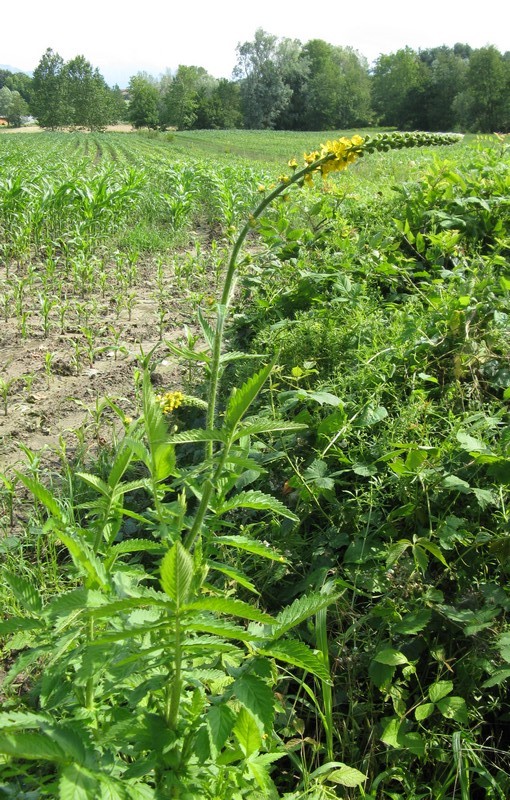 Agrimonia procera / Agrimonia profumata