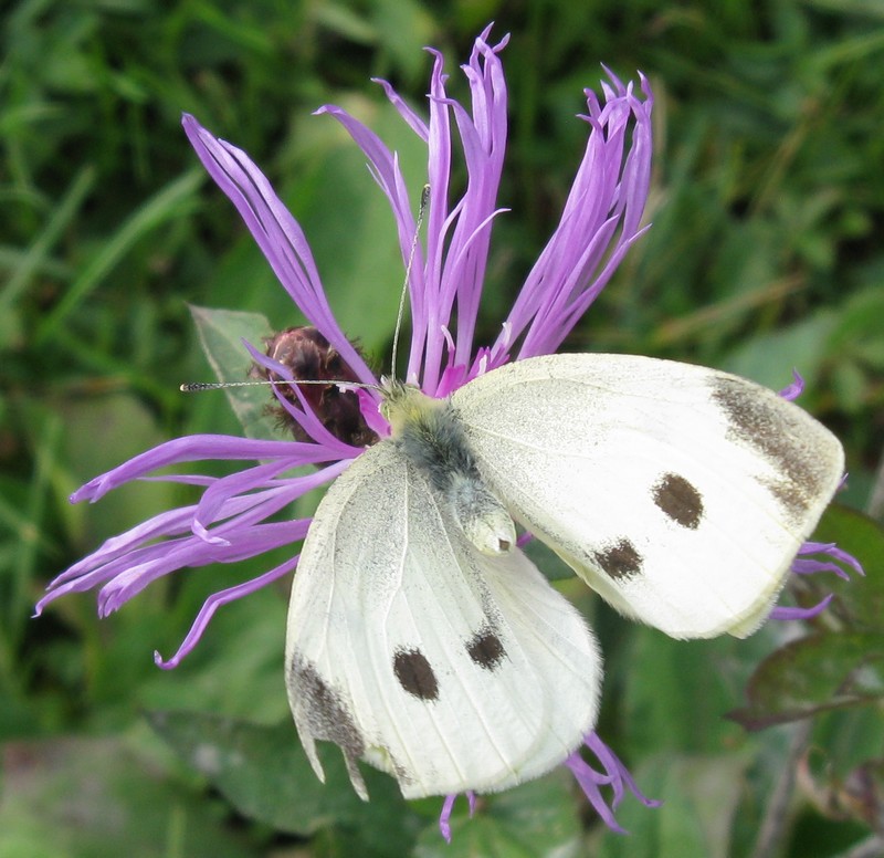 Pieris napi? No, Pieris rapae, Pieridae