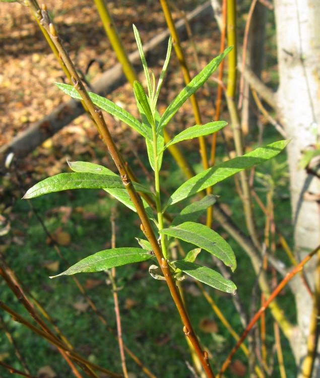 Salix viminalis / Salice da vimini