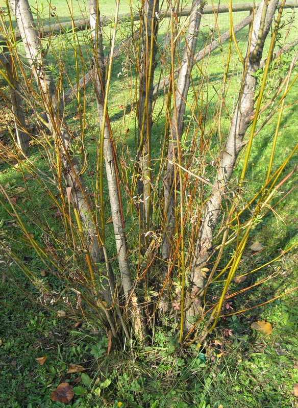 Salix viminalis / Salice da vimini