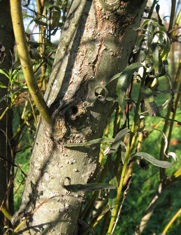 Salix viminalis / Salice da vimini