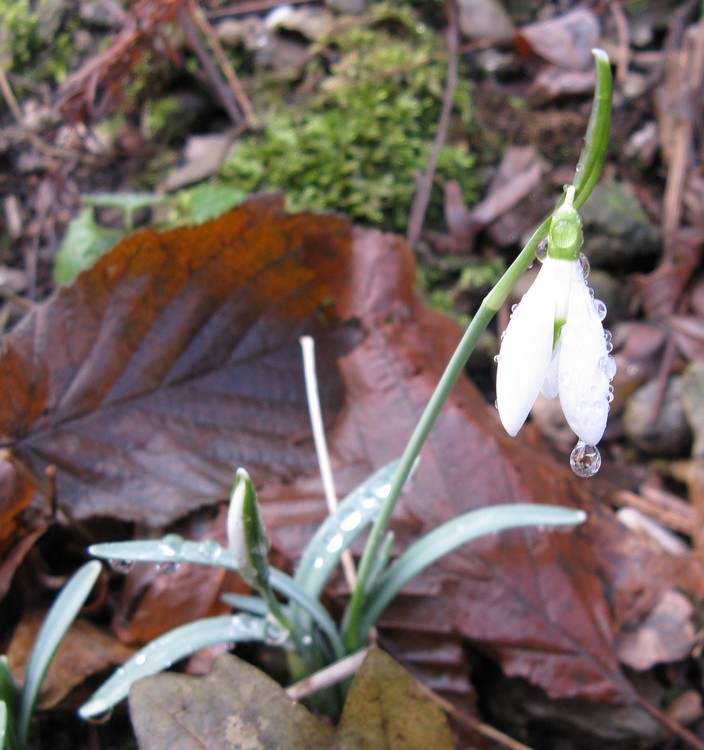 Le ultime arrivate tra le piante gi� fiorite