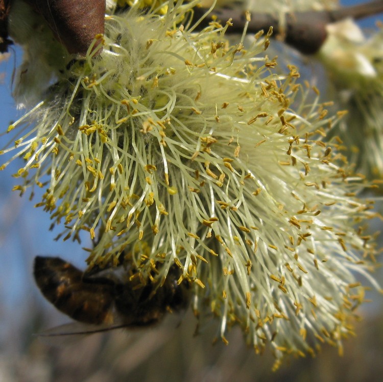 Salicone: maschio