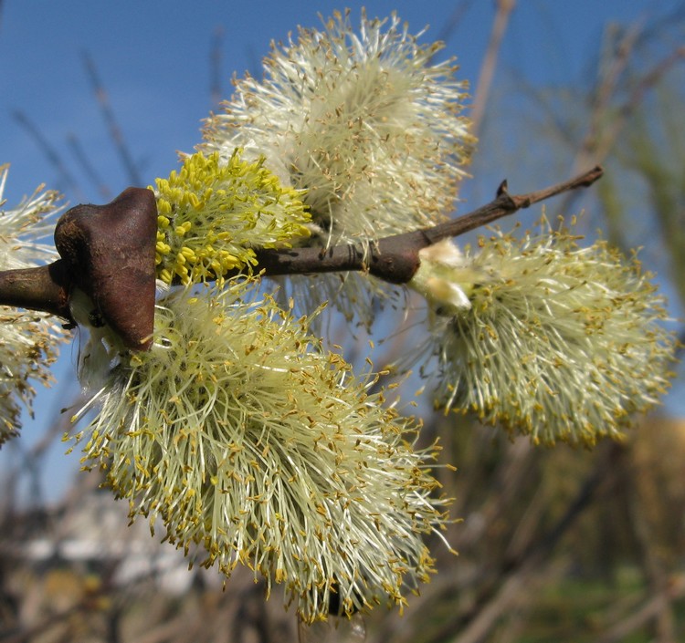 Salicone: maschio