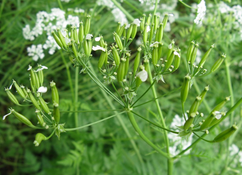 Anthriscus sylvestris / Cerfoglio selvatico