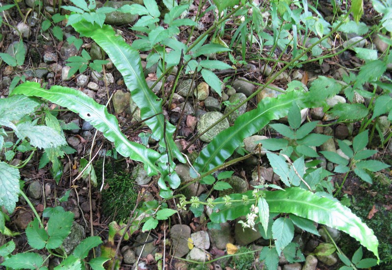 Asplenium scolopendrium